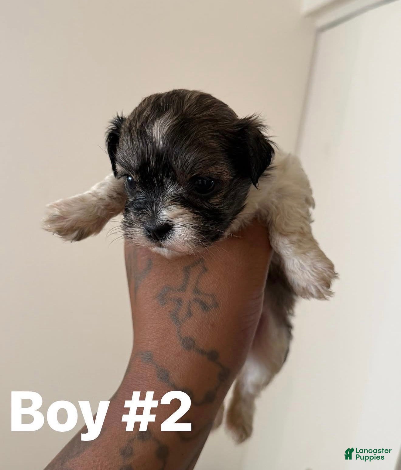 Shihpoo dogs Kewtie #2 - Ad 8
