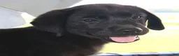 Labrador Retriever dogs for sale: Maddie- Champ lines - Ad 1