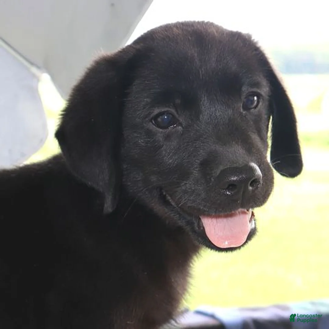 Labrador Retriever dogs for sale: Maddie- Champ lines - Ad 1