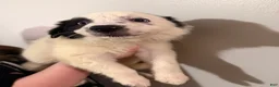 Border Collie dogs for sale: Border Collie 2 - Ad 3