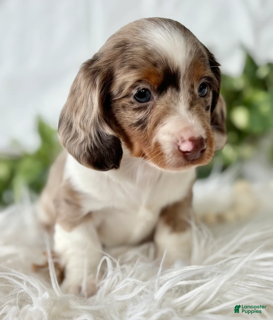 Miniature Dachshund dogs for sale: Special Baby Miniature Dachshund  - Ad 6