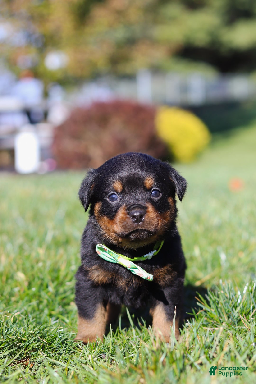 Rottweiler dogs for sale: Maverick - Ad 6