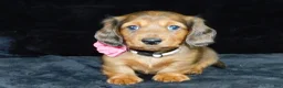 Miniature Dachshund dogs for sale: AKC Jewel - Ad 14