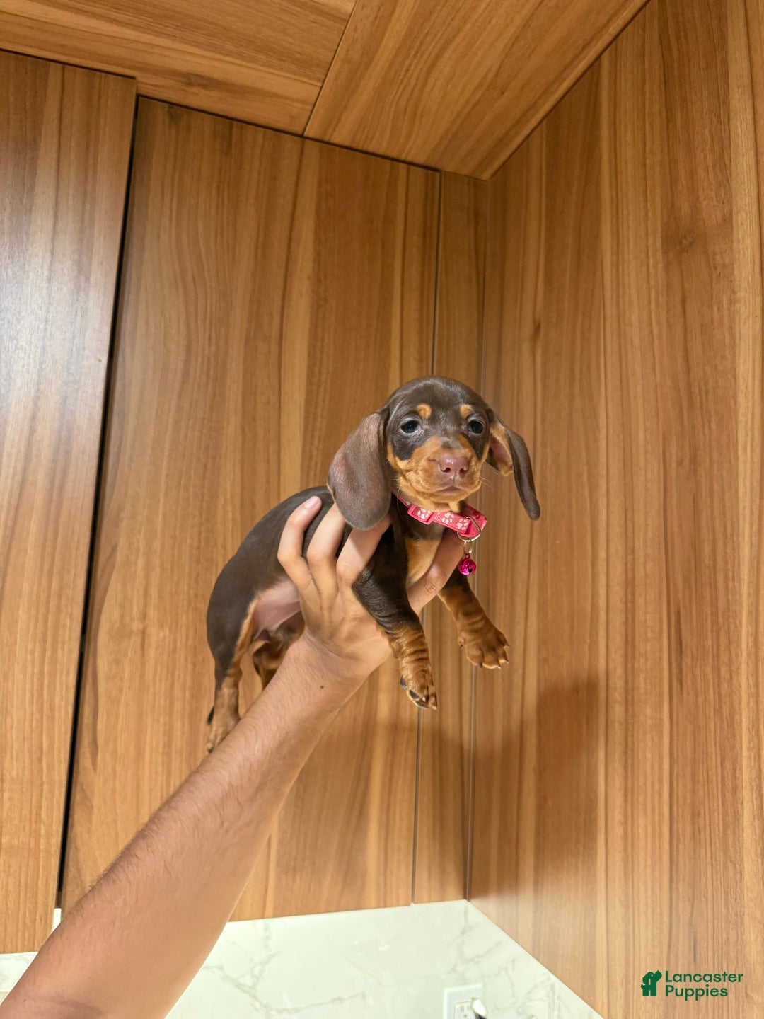 Miniature Dachshund dogs for sale: Teacup Chanel - Ad 13
