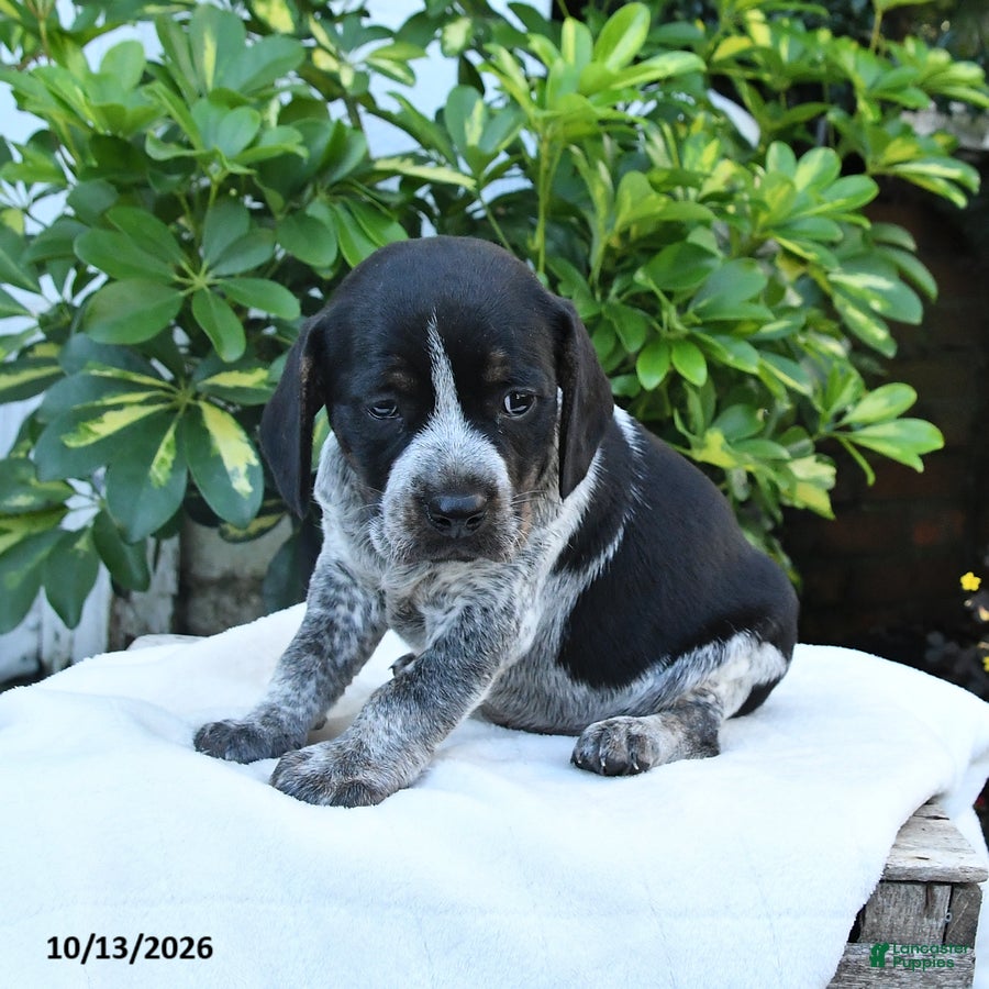 Mixed Breed dogs Brewster - Ad 2