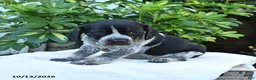 Mixed Breed dogs for sale: Brewster - Ad 2