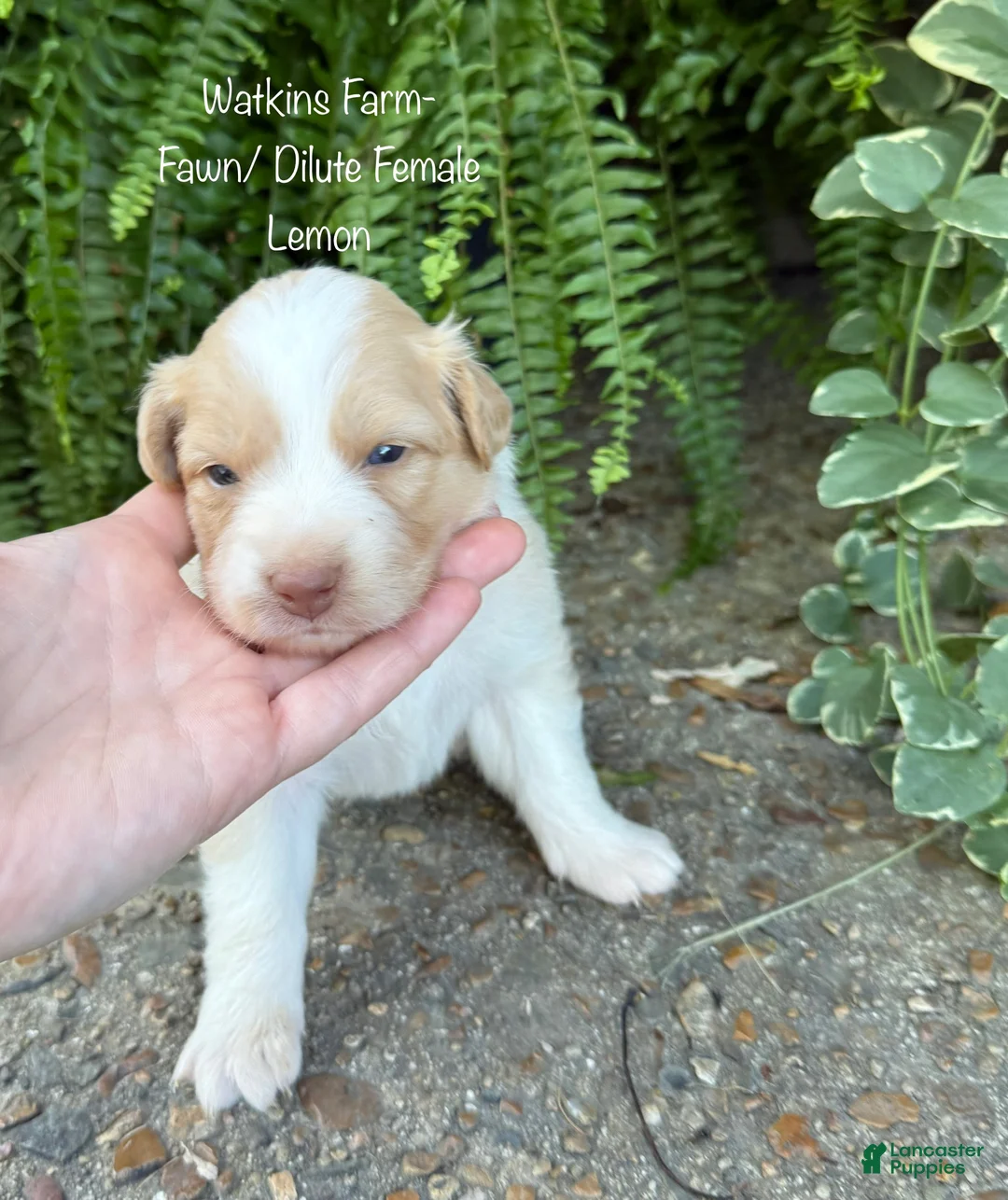 Australian Shepherd dogs for sale: Lemon - Ad 1
