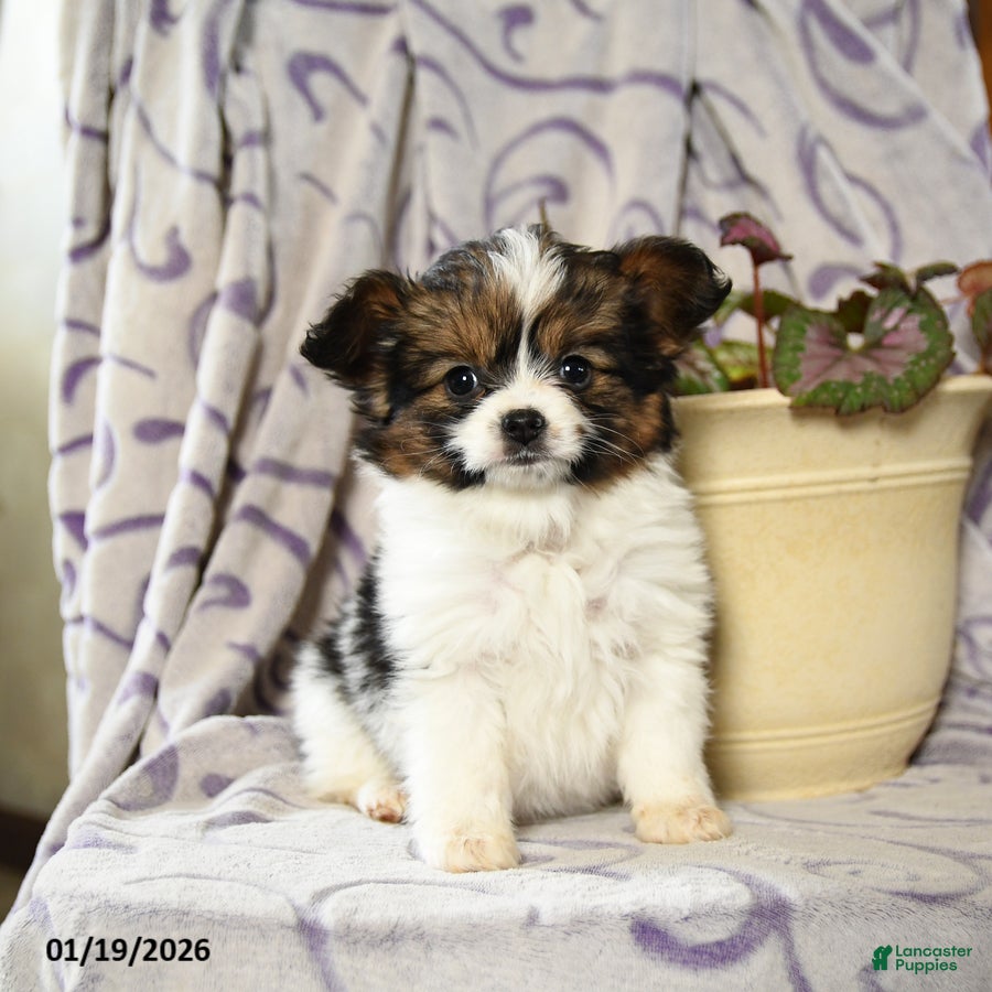 Papillon dogs Emily - Ad 3