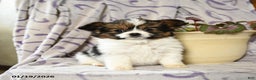 Papillon dogs for sale: Emily - Ad 1