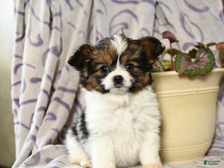 Papillon dogs Emily - Ad 21