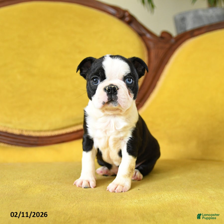 Boston Terrier dogs Rosie - Ad 22
