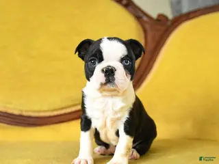 Boston Terrier dogs Rosie - Ad 22