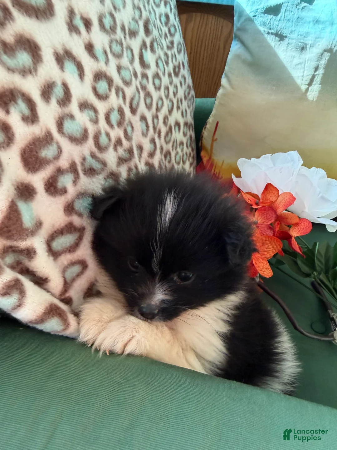 Pomeranian dogs for sale: Pomeranian Puppy 2 - Ad 2
