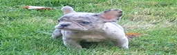 French Bulldog dogs for sale: Hero - Ad 5