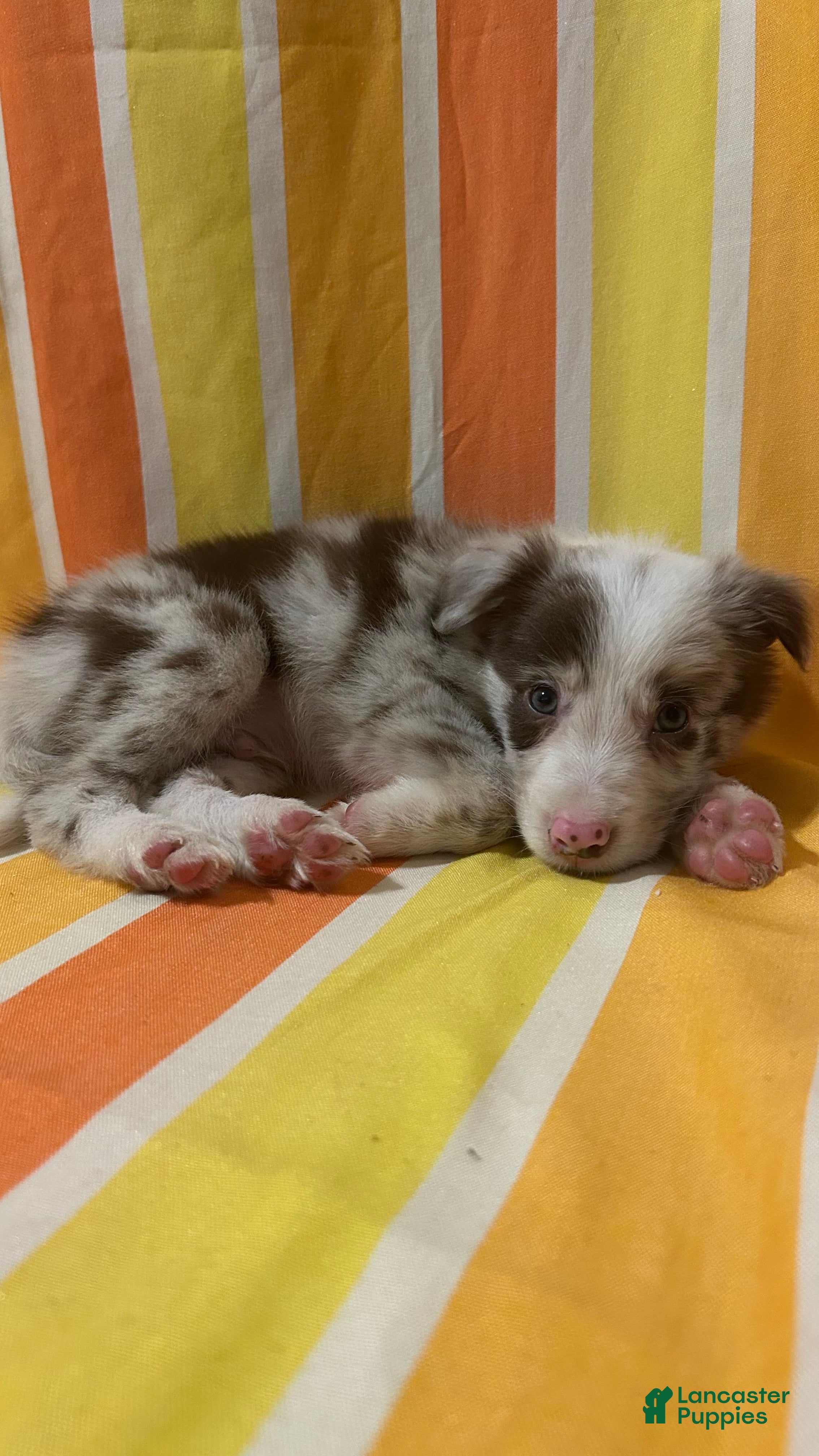 Border Collie dogs Mark Lowry - Ad 1