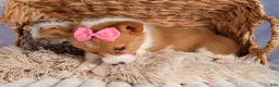 Welsh Corgi Pembroke dogs for sale: Bella🌸 - Ad 12
