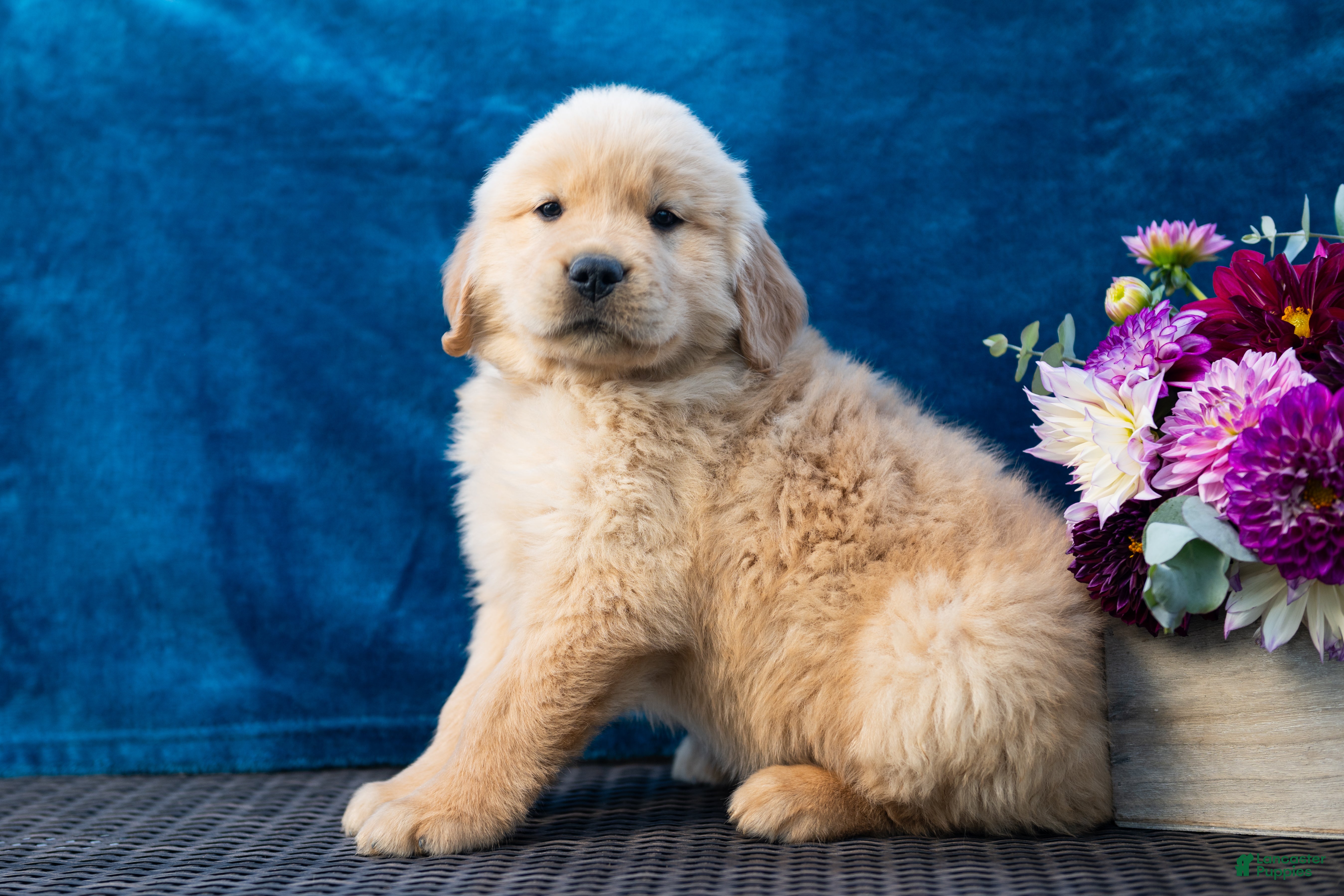 Golden Retriever dogs for sale: Sawyer - Ad 1