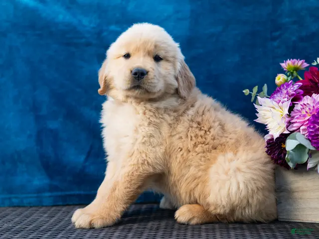 Golden Retriever dogs for sale: Sawyer - Ad 1