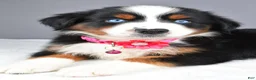 Miniature Australian Shepherd dogs for sale: Kenzie - Ad 6
