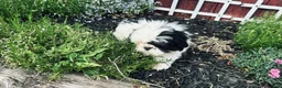 Shih Tzu dogs for sale: Shih Tzu Puppy boy - Ad 3