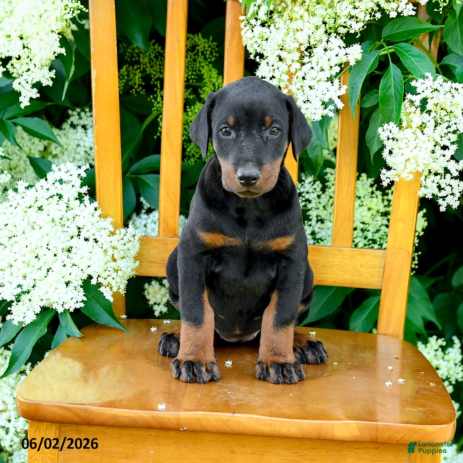 Doberman Pinscher dogs for sale: Lassie - Ad 5