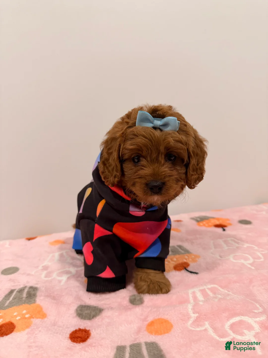 Cavapoo dogs for sale: MISS LOTTIE - Ad 2