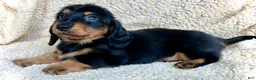 Miniature Dachshund dogs for sale: CHEESE CHEESE AND MORE CHEESE - Ad 4