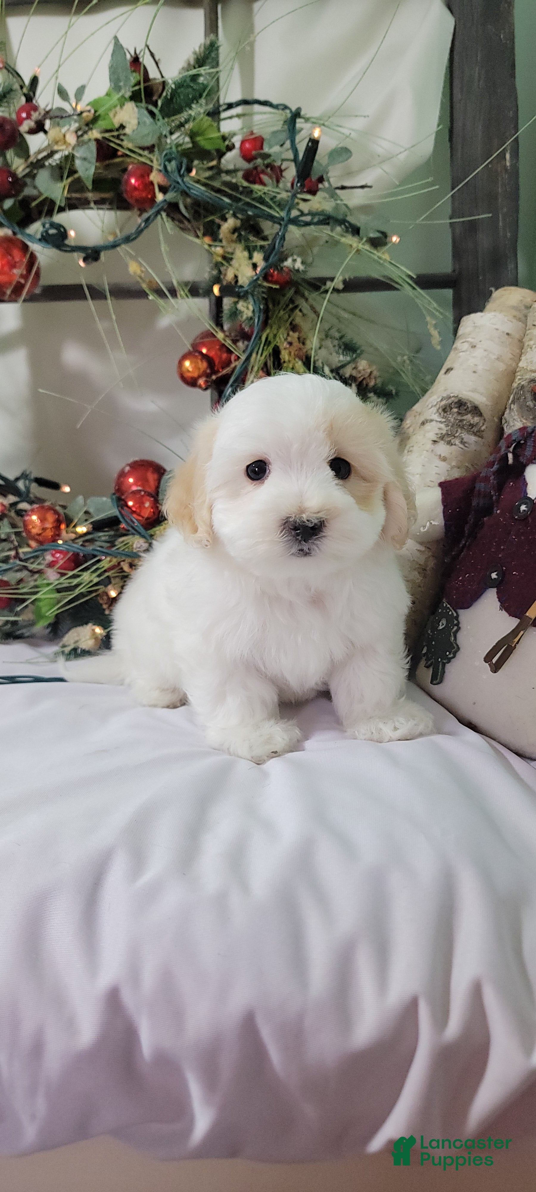 Maltipoo dogs Mason - Ad 21