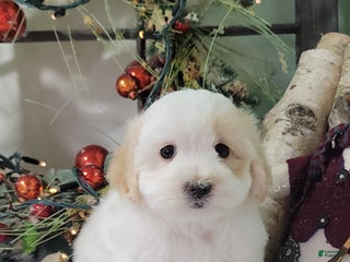 Maltipoo dogs Mason - Ad 26