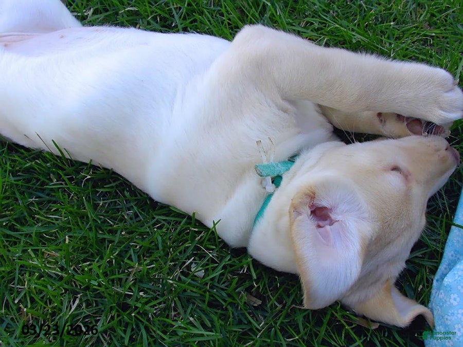 Labrador Retriever dogs Brenda - Ad 2