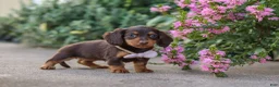 Miniature Dachshund dogs for sale: Lila - Ad 4