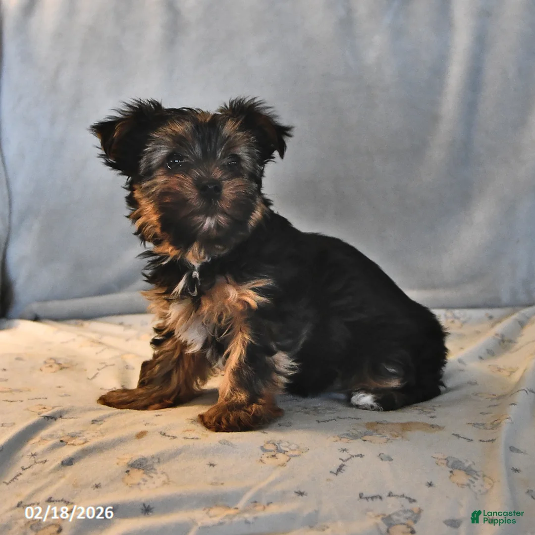 Yorkshire Terrier dogs for sale: Penny - Ad 4