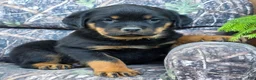 Rottweiler dogs for sale: Chad - Ad 4