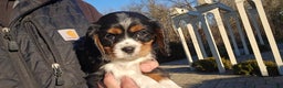 Cavalier King Charles Spaniel dogs for sale: Vivian - Ad 17