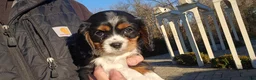 Cavalier King Charles Spaniel dogs for sale: Vivian - Ad 17
