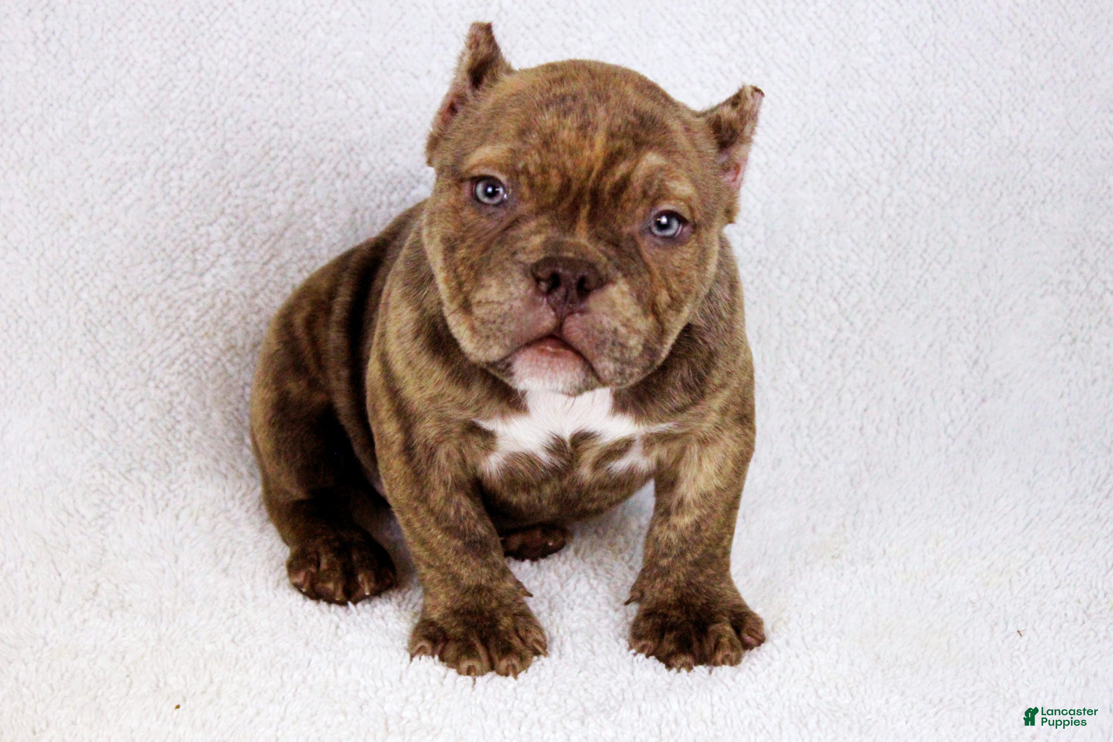 American Bully dogs Chocolate Brindle Male - Ad 1