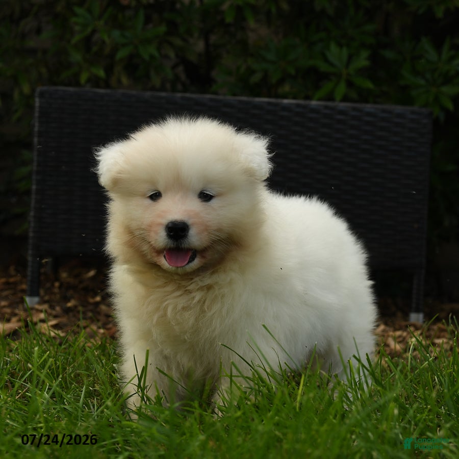 Samoyed dogs Koladic - Ad 2