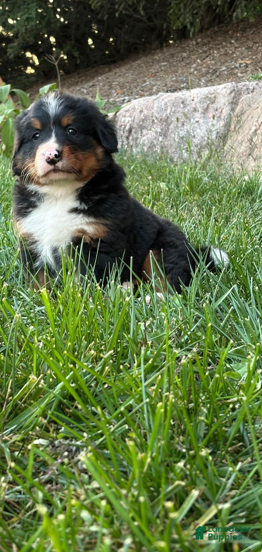 Bernese Mountain Dog dogs for sale: Bubbles - Ad 1