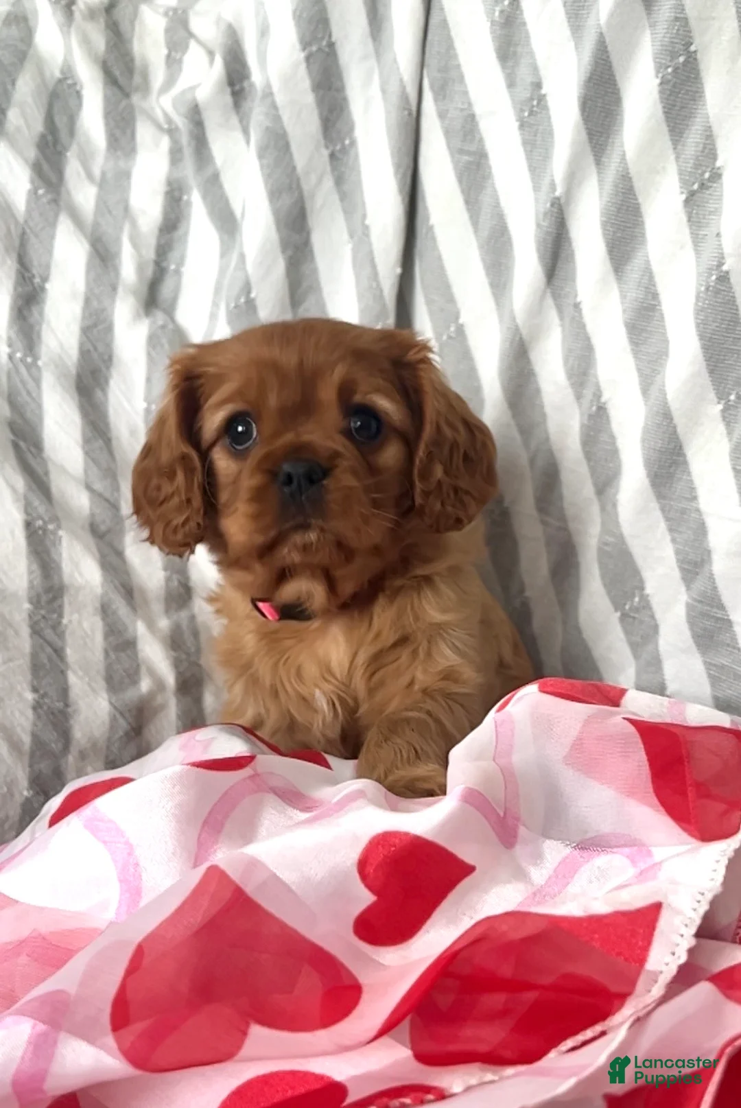 Cavalier King Charles Spaniel dogs for sale: Cavalier King Charles Spaniel Puppy 2 - Ad 3