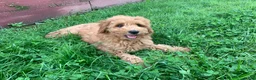 Miniature Poodle dogs for sale: Dicky - Ad 4