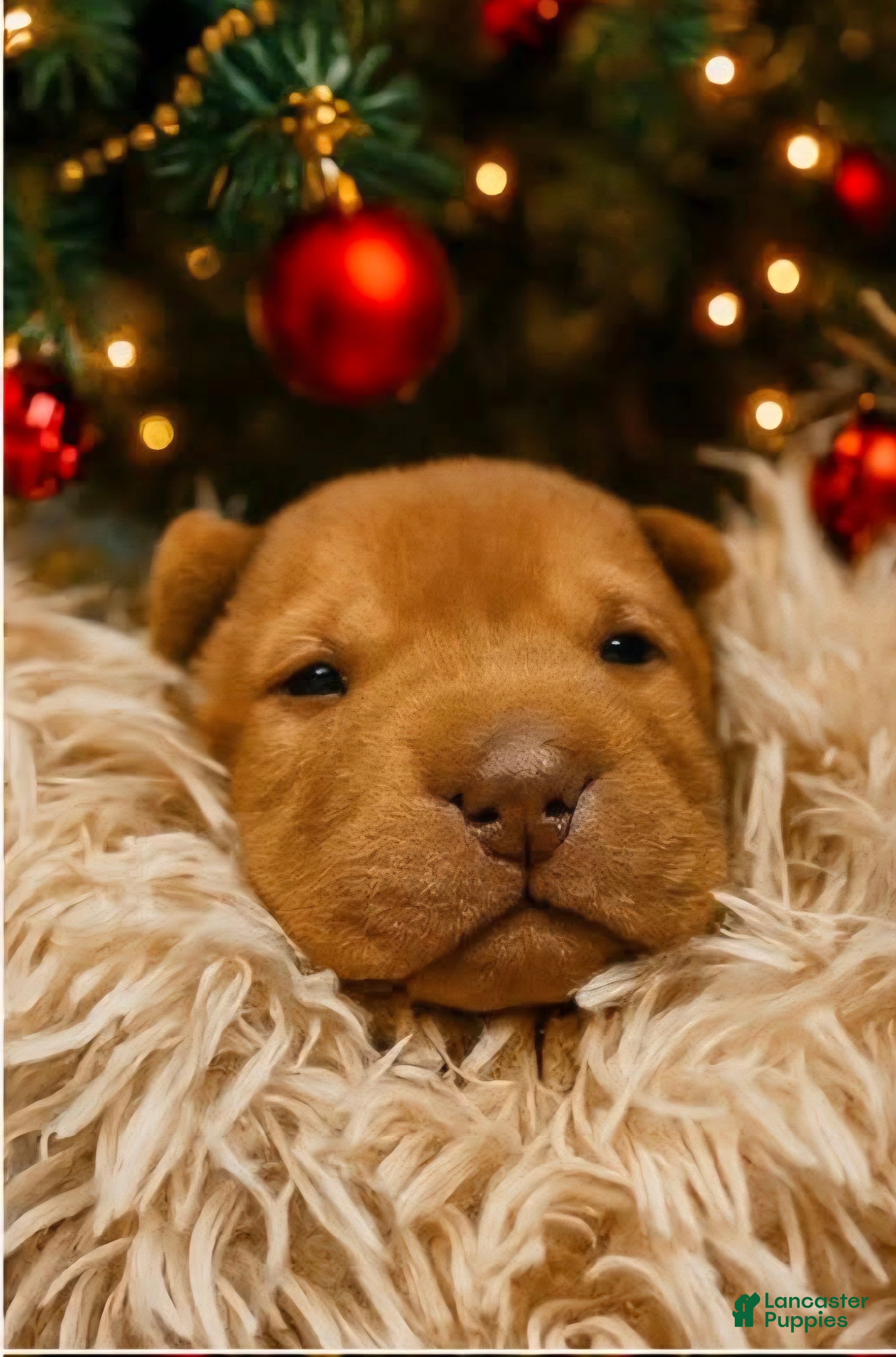 Shar Pei dogs Shar Pei Puppy 3 - Ad 3