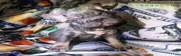French Bulldog dogs for sale: French Bulldog 1 - Ad 2