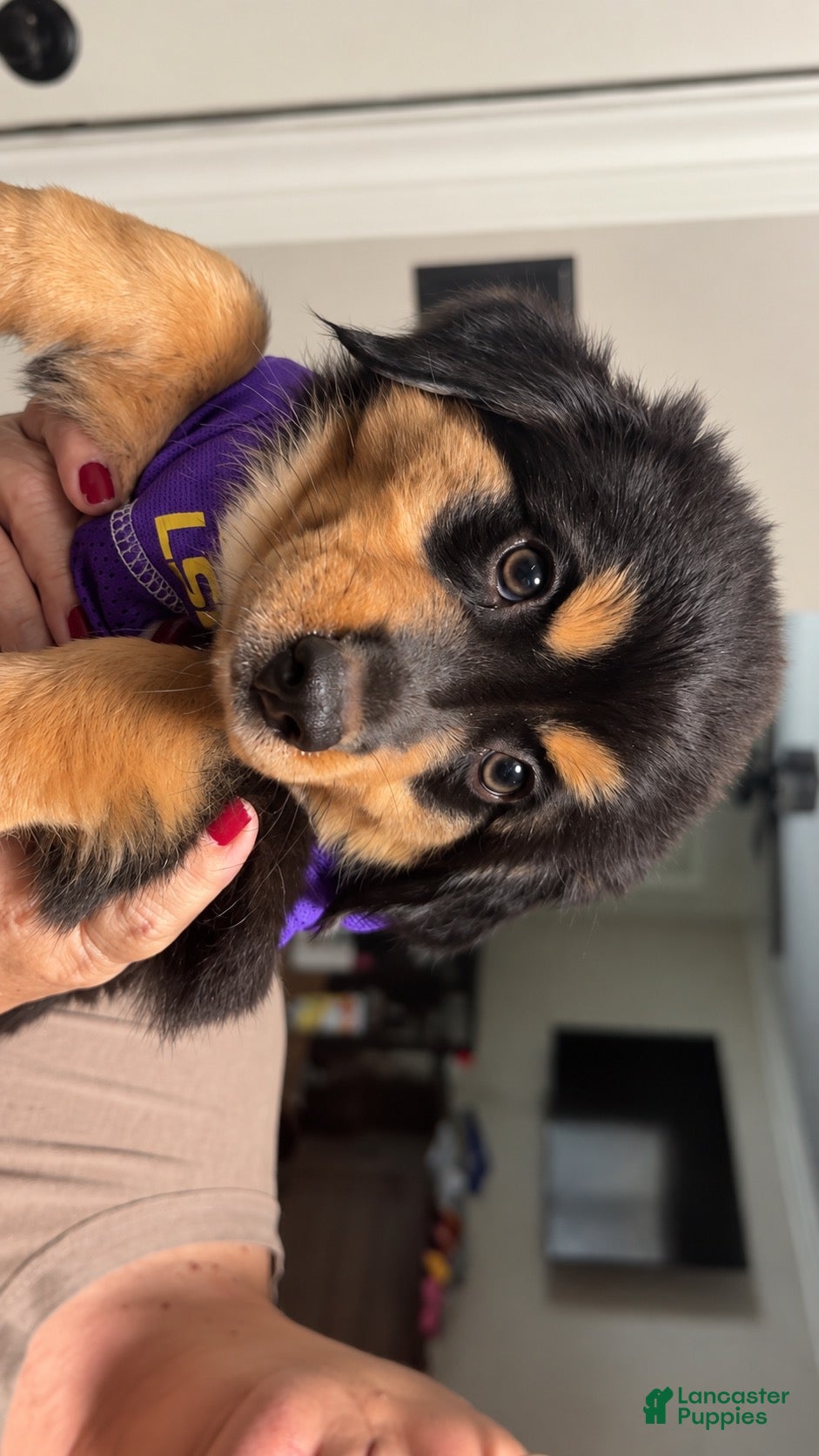 Australian Shepherd dogs Luna - Ad 20