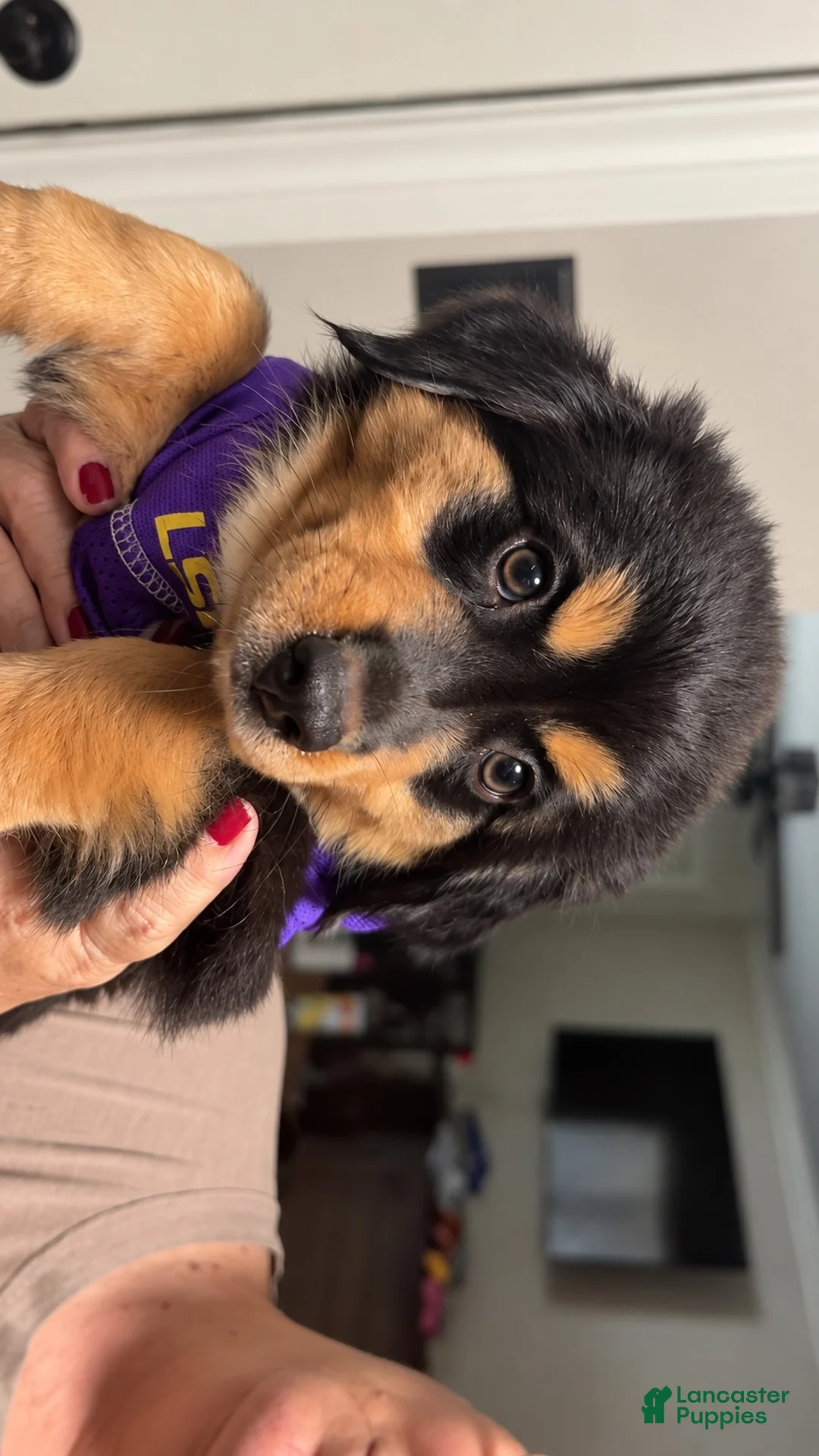 Australian Shepherd dogs for sale: Luna - Ad 1