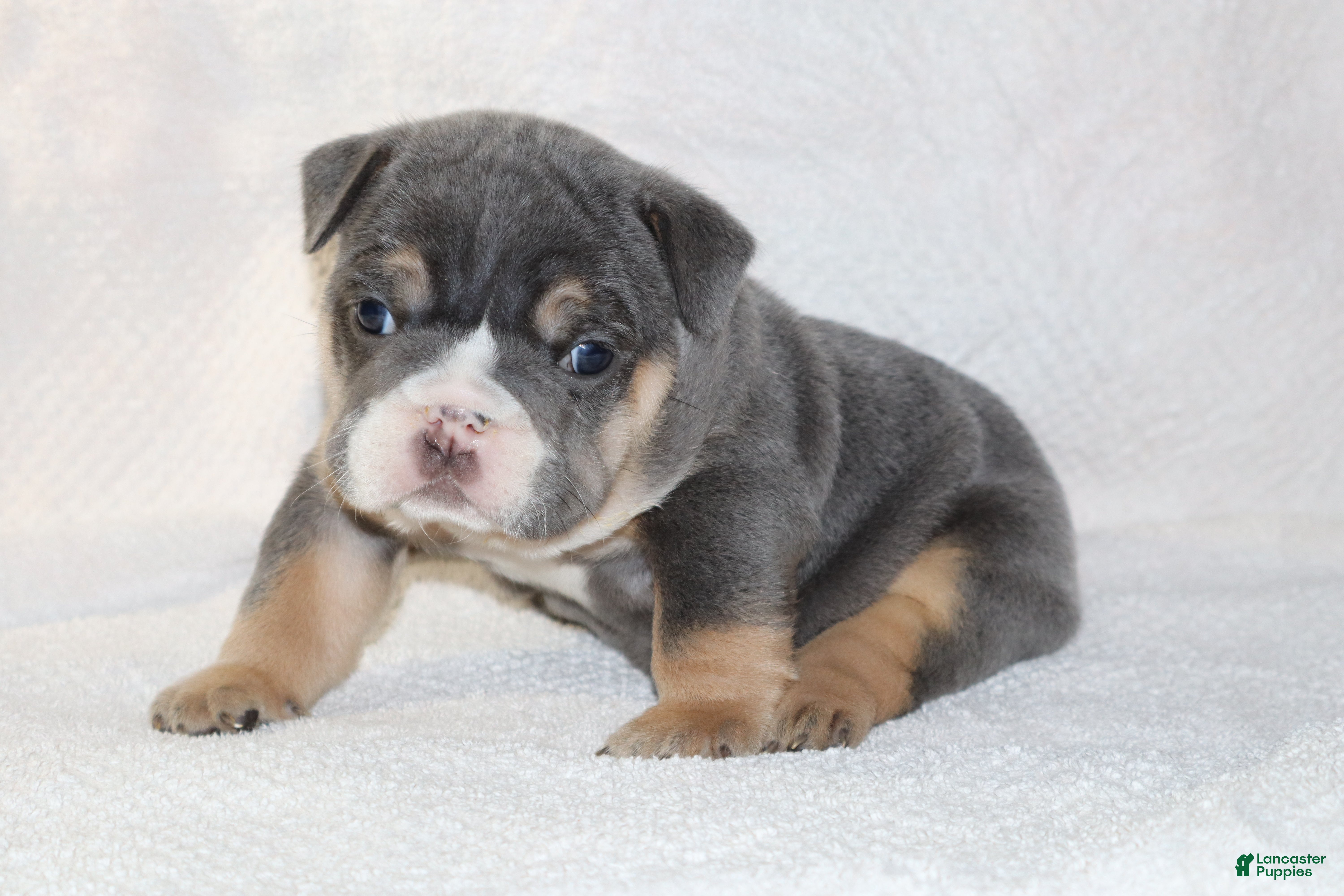English Bulldog dogs Madalyn - Ad 2