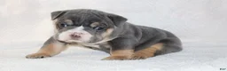 English Bulldog dogs for sale: Madalyn - Ad 2