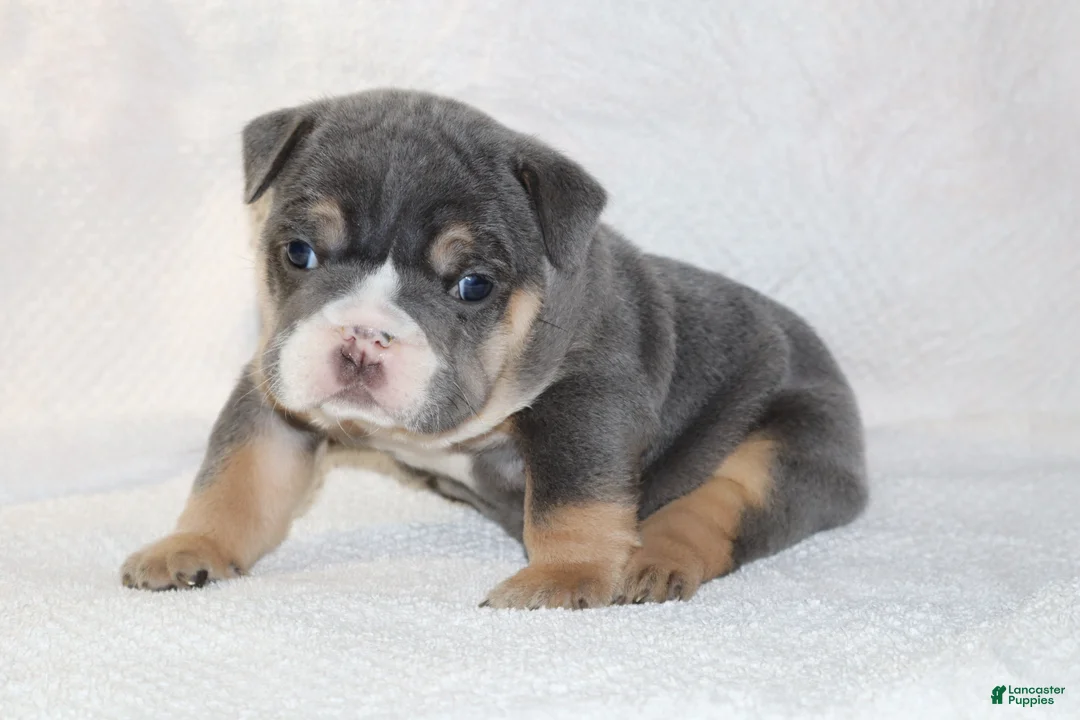 English Bulldog dogs for sale: Madalyn - Ad 2