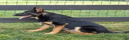 German Shepherd dogs for sale: Diamond - Ad 6