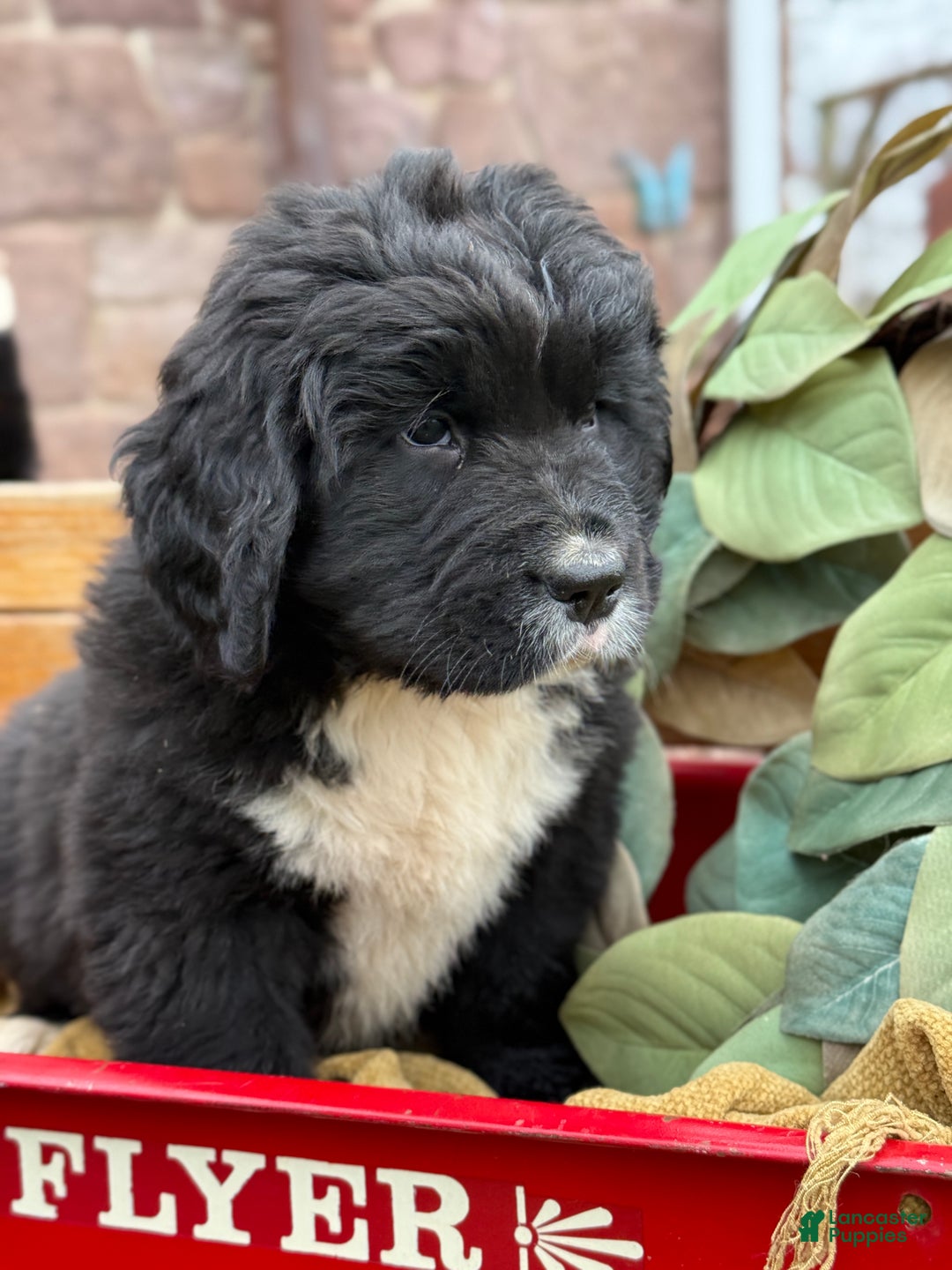 Mixed Breed dogs for sale: Willow - Ad 3