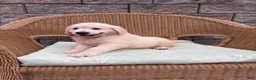 Golden Retriever dogs for sale: Gabby - Ad 3